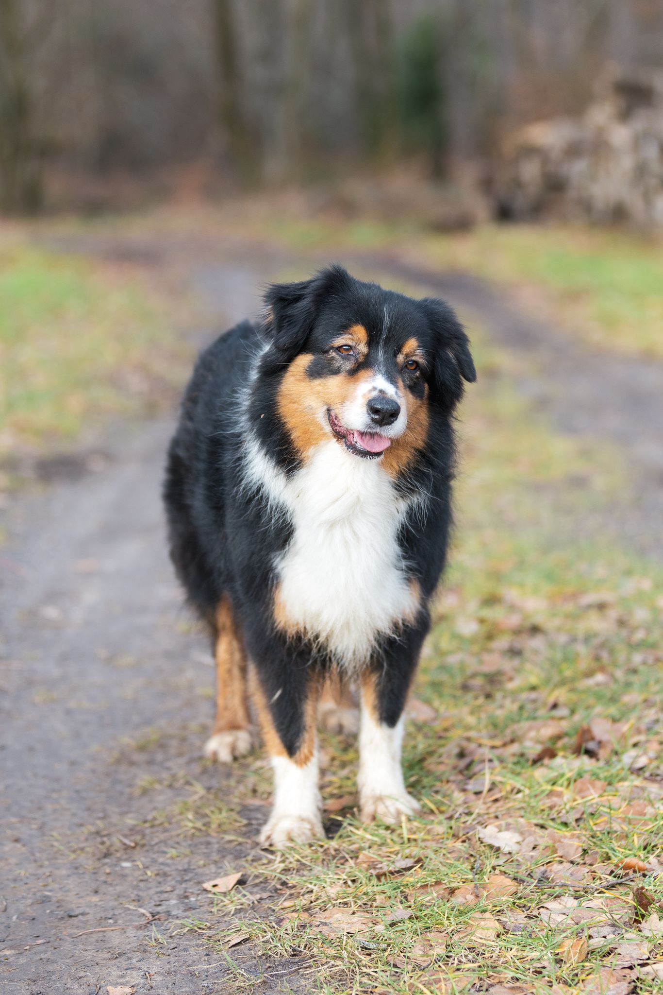 Aller à la section massages chien